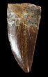 Carcharodontosaurus Tooth - Serrated #52838-1